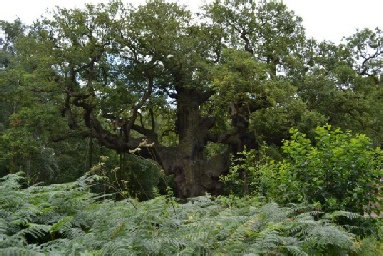 Major Oak Sherwood Forest Robin Hood
