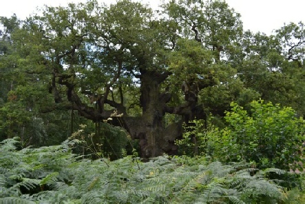 Major Oak, legendary hideaway of Robin Hood in Birklands Wood - Archaeology in Sherwood Forest Major Oak, legendary hideaway of Robin Hood in Birklands Wood - Archaeology in Sherwood Forest