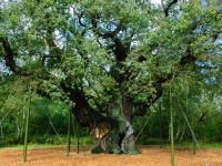 Sherwood Forest in Russian Newspaper