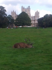 Wollaton hall and Deer Park